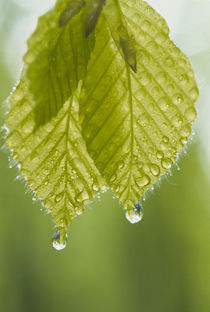 Dew drops on leaves von Panoramic Images