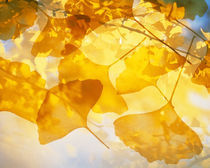 Selective focus close up of golden yellow autumn leaves von Panoramic Images