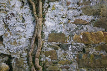 Ivy Bough on Old Wall, Co Waterford, Ireland by Panoramic Images