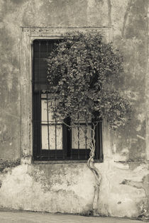 Tree in front of the window of a house von Panoramic Images