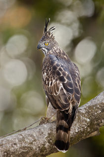 Changeable Hawk-Eagle (Nisaetus cirrhatus) perching on tree von Panoramic Images