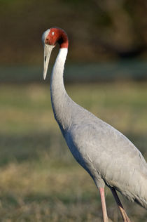 Close-up of a Sarus crane (Grus antigone) von Panoramic Images