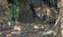 Jaguar (Panthera onca) in a forest by Panoramic Images