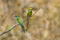 Two Green Bee-Eaters (Merops orientalis) perching on a branch von Panoramic Images