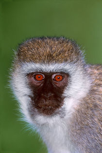Vervet Monkey Tanzania Africa von Panoramic Images