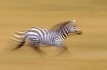 Zebra in Motion Kenya Africa von Panoramic Images