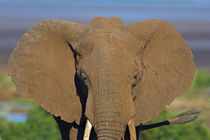 Close-up of an African elephant by Panoramic Images