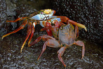 Close-up of two Sally Lightfoot crabs (Grapsus grapsus) von Panoramic Images