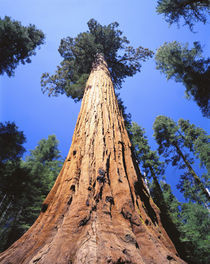 USA, California, Giant sequoia by Panoramic Images