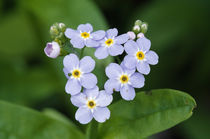 Forget-me-not flowers (Myosotis scorpioides) blooming von Panoramic Images