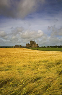 Cistercian Dunbrody Abbey (1182) beyond Barley Field, County Wexford, Ireland von Panoramic Images