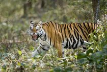 Bengal Tiger (Panthera tigris tigris) in a forest by Panoramic Images