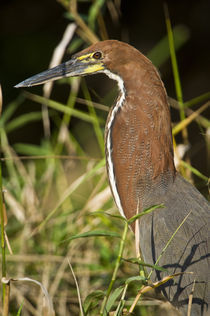 Close-up of a Rufescent Tiger heron (Tigrisoma lineatum) von Panoramic Images