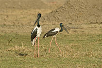 Close-up of two Black-Necked storks (Ephippiorhynchus asiaticus) von Panoramic Images