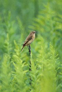 Bird perching on a twig by Panoramic Images