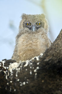 Close-up of a Dusky Eagle-owlet (Bubo coromandus) perching on a tree von Panoramic Images