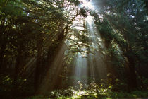 Sunbeams through misty forest, Oregon, united states, von Panoramic Images