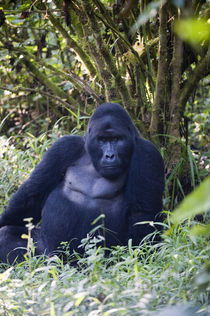 Mountain gorilla (Gorilla beringei beringei) in a forest by Panoramic Images