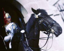 British royal guard riding a horse, London, England by Panoramic Images