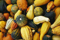 Variety of gourds, close up. von Panoramic Images