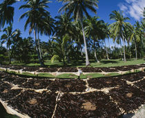 Vanilla beans drying by Panoramic Images