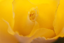 Close-up of a yellow rose by Panoramic Images