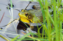Green frog (Rana clamitans) hiding behind pond grasses, New York, USA. by Panoramic Images