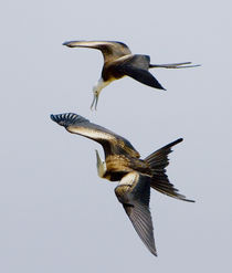 Two Magnificent frigatebirds (Fregata magnificens) flying in the sky von Panoramic Images