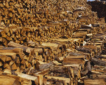 Heap of firewood, Chicago, Illinois, USA von Panoramic Images