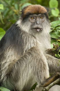 Close-up of a Red Colobus monkey, Kibale National Park, Uganda von Panoramic Images