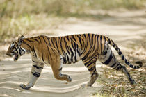 Bengal Tiger (Panthera tigris tigris) walking in a forest by Panoramic Images