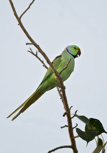 Low angle view of a Rose-Ringed parakeet  by Panoramic Images