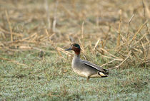 Close-up of a Common teal (Anas crecca) by Panoramic Images