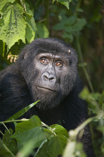 Close-up of a Mountain gorilla (Gorilla beringei beringei) von Panoramic Images
