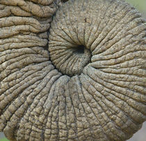 Close-up of an Elephant trunk von Panoramic Images