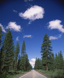 Trees along a road, Shasta County, California, USA by Panoramic Images