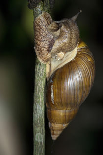 Giant African Land snail crawling on a twig, Kibale National Park, Uganda von Panoramic Images