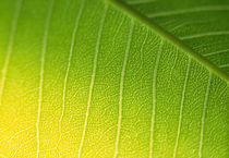Close-up of a leaf von Panoramic Images