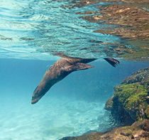 Galapagos sea lion (Zalophus wollebaeki) swimming underwater von Panoramic Images