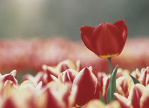 Single dark pink tulip rising above field of pale pink tulips von Panoramic Images