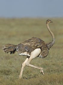 Side profile of an Ostrich running in a field von Panoramic Images