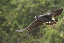 Great Black hawk (Buteogallus urubitinga) in flight von Panoramic Images