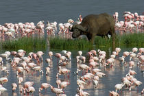 Cape buffalo and lesser flamingos by Panoramic Images