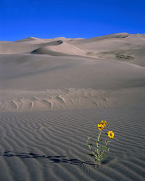 USA, Colorado, Great Sand Dunes National Monument von Panoramic Images