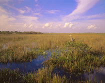 USA, Florida, Everglades National Park by Panoramic Images