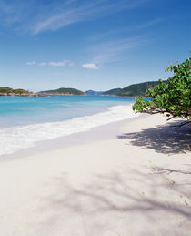 US Virgin Islands, St. John, Cinnamon Bay, Trees at the North Shore by Panoramic Images