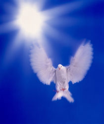 One dove with wings outstretched flying towards brilliant light in dark blue sky von Panoramic Images