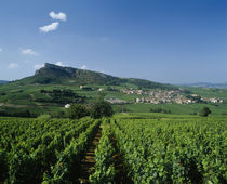 Vineyard on a landscape with a village in the background von Panoramic Images