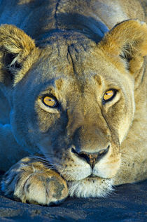 Close-up of a lioness by Panoramic Images