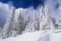 Low-Angle View Of Snow-Covered Pine Trees by Panoramic Images